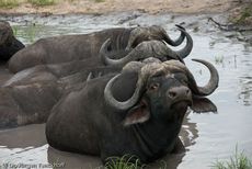 Afrikanischer Büffel (55 von 102).jpg